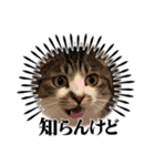 にゃんみエブリデイ（個別スタンプ：14）