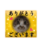 にゃんみエブリデイ（個別スタンプ：17）