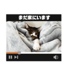 にゃんみエブリデイ（個別スタンプ：22）