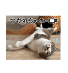 にゃんみエブリデイ（個別スタンプ：23）