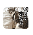 にゃんみエブリデイ（個別スタンプ：24）