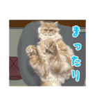 レオ君のおもしろスタンプ（個別スタンプ：10）
