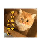 レオ君のおもしろスタンプ（個別スタンプ：14）