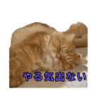 レオ君のおもしろスタンプ（個別スタンプ：15）