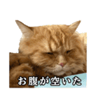 レオ君のおもしろスタンプ（個別スタンプ：16）