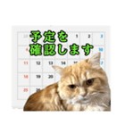 レオ君のおもしろスタンプ（個別スタンプ：17）
