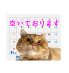 レオ君のおもしろスタンプ（個別スタンプ：19）