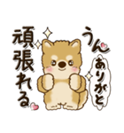 柴犬『明るく元気に』前を向いて（個別スタンプ：9）