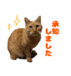 茶トラ猫「きなこ」とシャム猫「あずき」（個別スタンプ：7）