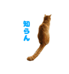 茶トラ猫「きなこ」とシャム猫「あずき」（個別スタンプ：16）