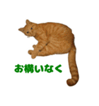 茶トラ猫「きなこ」とシャム猫「あずき」（個別スタンプ：25）