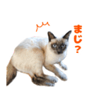 茶トラ猫「きなこ」とシャム猫「あずき」（個別スタンプ：28）