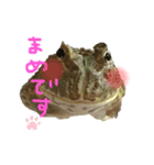 かえるのまめです（個別スタンプ：1）