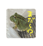 かえるのまめです（個別スタンプ：5）