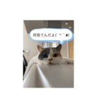 猫たちの森  まる編（個別スタンプ：6）