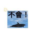 繁体語 日常会話 シャチ AQUA無顎類肴（個別スタンプ：4）