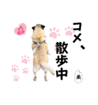 ぼく、コメ太郎！（個別スタンプ：16）