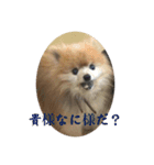 犬だニョーん5（個別スタンプ：9）