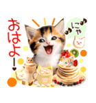 にゃ！猫語の三毛猫こねこちゃん 365days（個別スタンプ：1）