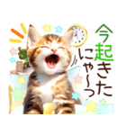 にゃ！猫語の三毛猫こねこちゃん 365days（個別スタンプ：4）