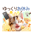 にゃ！猫語の三毛猫こねこちゃん 365days（個別スタンプ：8）