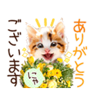 にゃ！猫語の三毛猫こねこちゃん 365days（個別スタンプ：15）