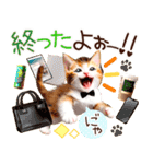 にゃ！猫語の三毛猫こねこちゃん 365days（個別スタンプ：29）