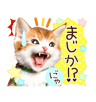 にゃ！猫語の三毛猫こねこちゃん 365days（個別スタンプ：31）