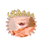 茶トラはなちゃん（個別スタンプ：2）