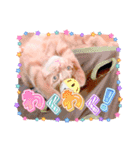 茶トラはなちゃん（個別スタンプ：5）
