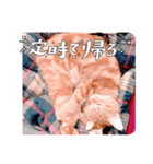 茶トラはなちゃん（個別スタンプ：7）