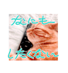 茶トラはなちゃん（個別スタンプ：8）