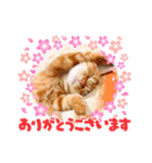 茶トラはなちゃん（個別スタンプ：9）