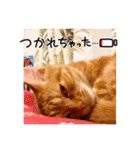 茶トラはなちゃん（個別スタンプ：10）