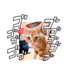 茶トラはなちゃん（個別スタンプ：13）