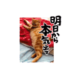 茶トラはなちゃん（個別スタンプ：14）