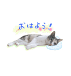 いろいろちぃstamps（個別スタンプ：3）