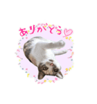 いろいろちぃstamps（個別スタンプ：5）