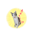 いろいろちぃstamps（個別スタンプ：7）