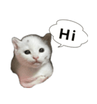 わが家のアイドル（猫）（個別スタンプ：1）