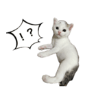 わが家のアイドル（猫）（個別スタンプ：14）