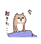 ◯SHIBAINUさん◯今なにしてる？（個別スタンプ：3）