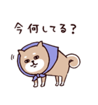 ◯SHIBAINUさん◯今なにしてる？（個別スタンプ：21）