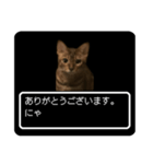 ベンガル猫ですが何か？(RPG風)（個別スタンプ：1）