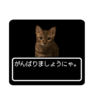 ベンガル猫ですが何か？(RPG風)（個別スタンプ：7）