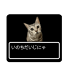 ベンガル猫ですが何か？(RPG風)（個別スタンプ：12）