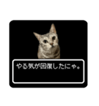 ベンガル猫ですが何か？(RPG風)（個別スタンプ：14）