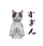 三毛猫のブオナ（個別スタンプ：1）