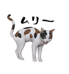 三毛猫のブオナ（個別スタンプ：32）