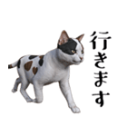 三毛猫のブオナ（個別スタンプ：38）